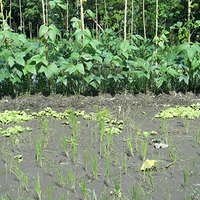 Photo de Bali - Banjar et Gitgit